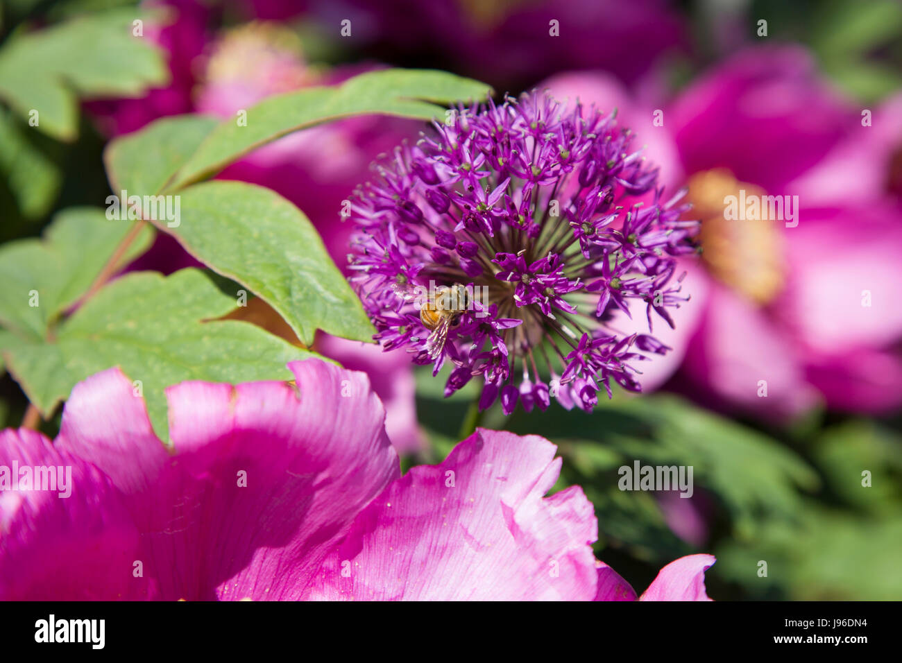 Purple flower with bee Stock Photo