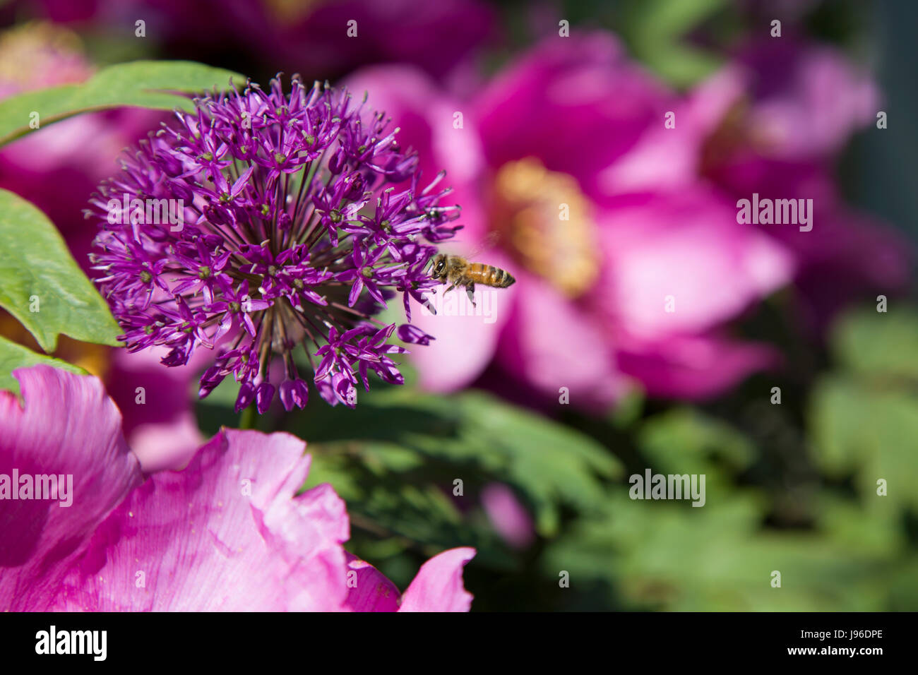 Purple flower with bee on right side of it. Stock Photo