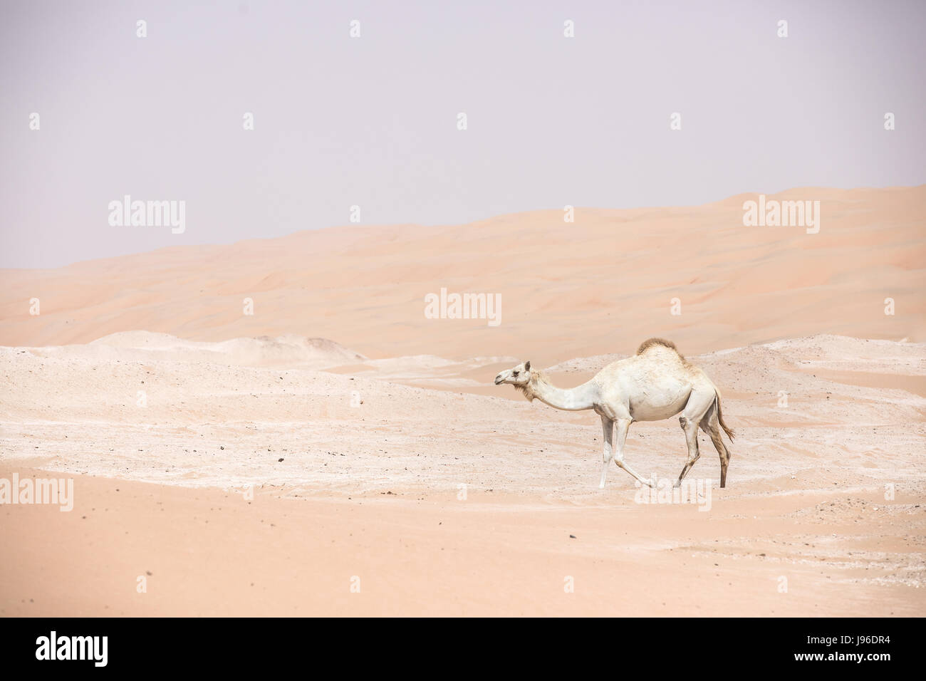 White camel in desert hi-res stock photography and images - Alamy