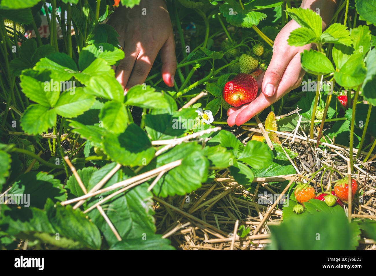Women picking of fresh organic strawberry in the field Stock Photo - Alamy