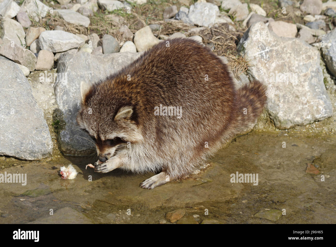 raccoon washes its food Stock Photo Alamy