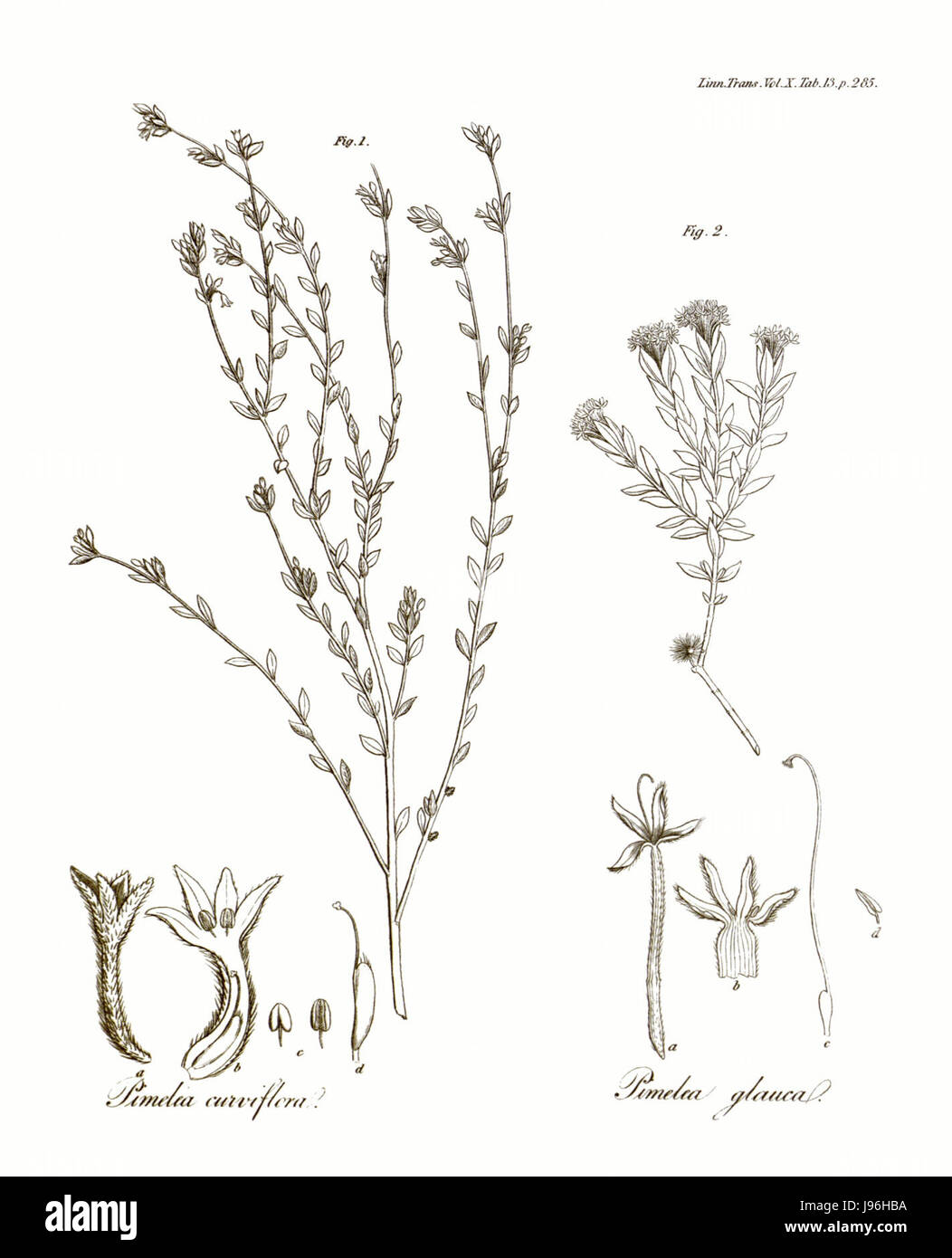 The *Transactions of the Linnean Society of London, Volume 10* is a scientific journal from the Linnean Society of London, covering a wide range of topics in natural history, botany, zoology, and taxonomy. Stock Photo