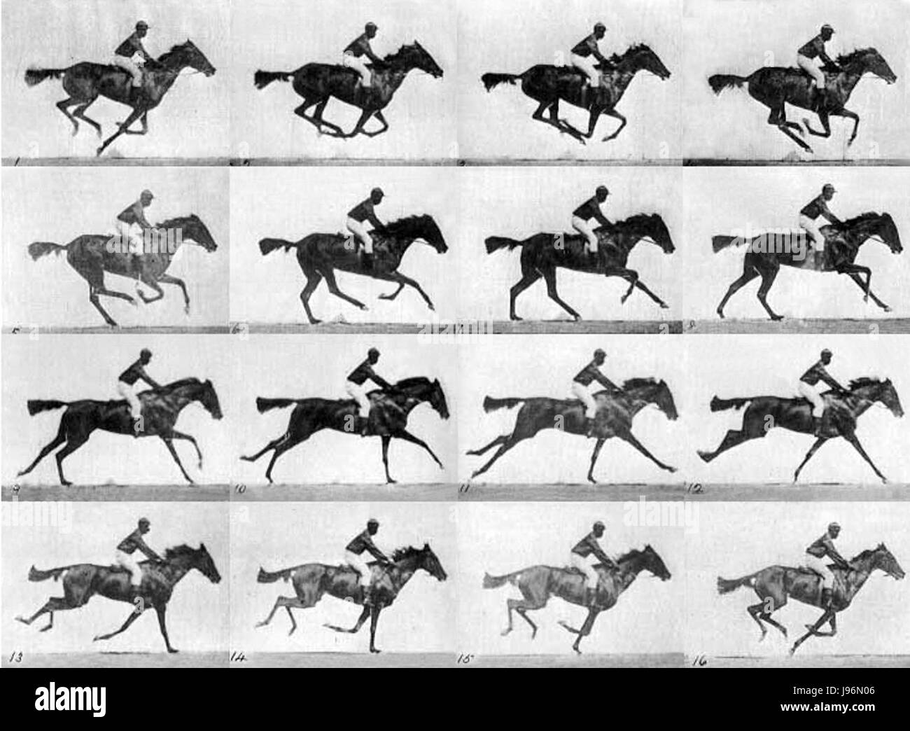 Muybridge race horse gallop Stock Photo Alamy