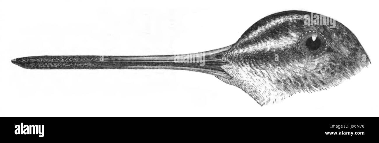 Natural History, Birds   Snipe head Stock Photo