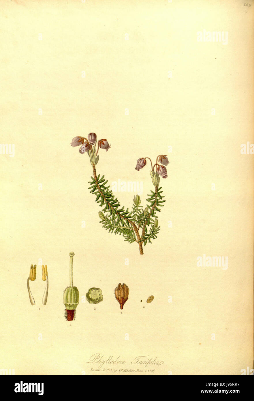Phyllodoce caerulea (Pall.) Salisb. Stock Photo