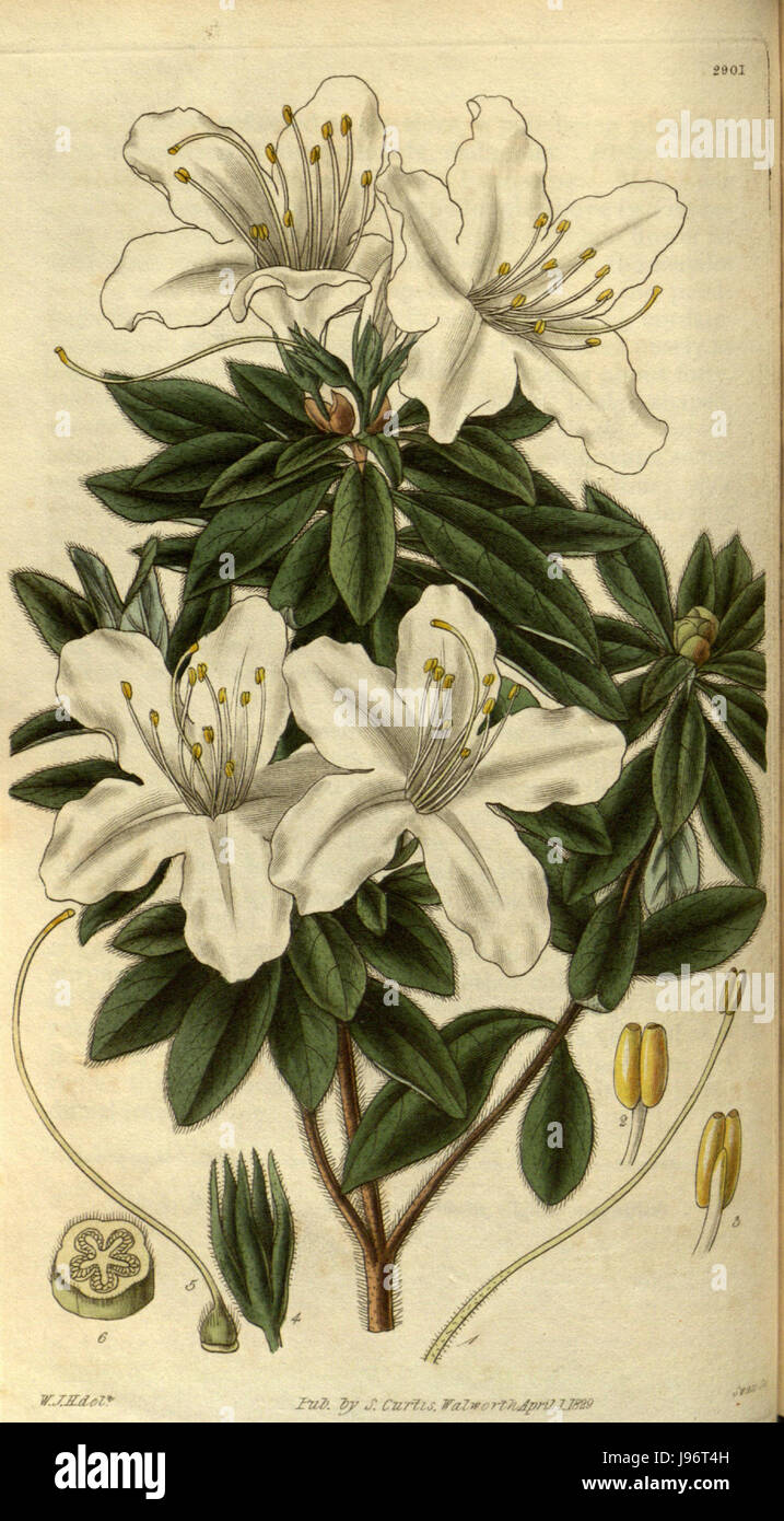 Rhododendron mucronatum 2 Stock Photo