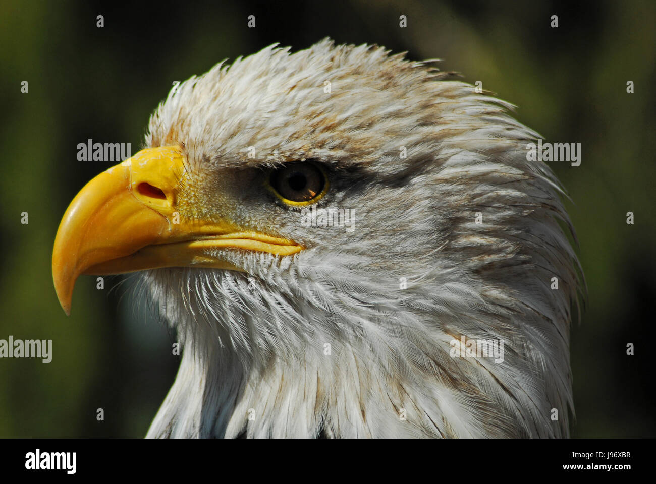 eagle, head, bird, portrait, eye, organ, birds, raptor, america, beak, eagle, Stock Photo