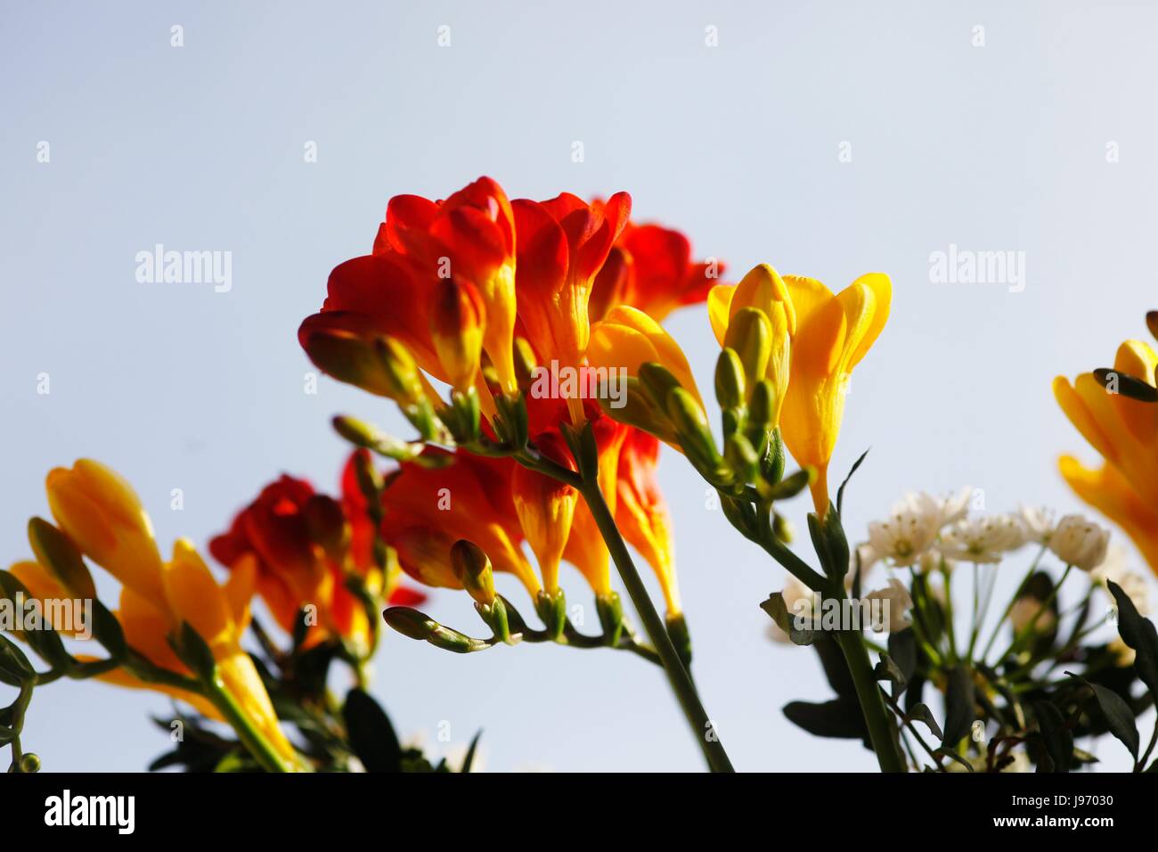 garden, flower, plant, flowers, petals, petal, congratulation, gardens, fresie, Stock Photo