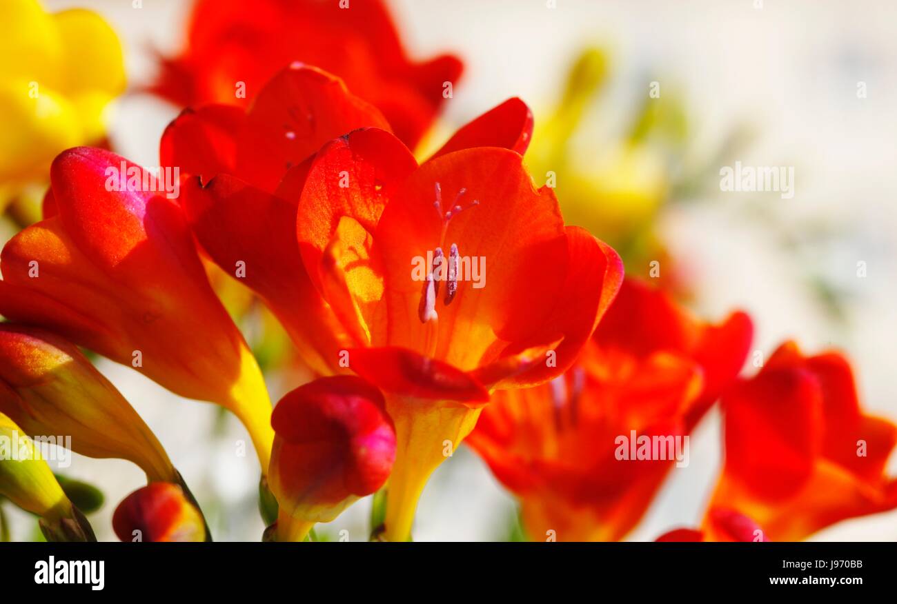 garden, flower, plant, flowers, petals, petal, congratulation, gardens, fresie, Stock Photo
