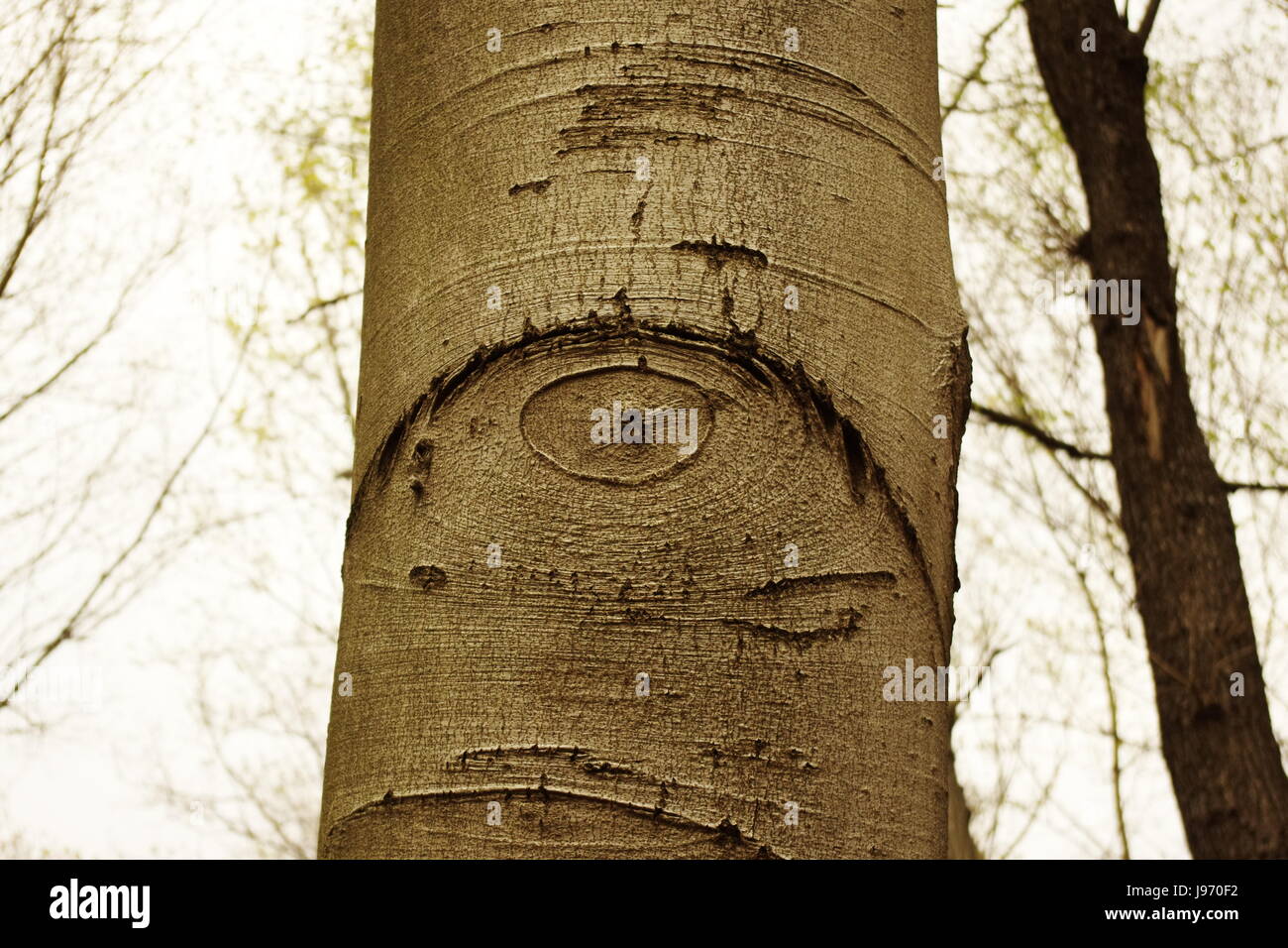 Tree Eye Level tree, eye, organ, look, glancing, see, view, looking, peeking, looking ...