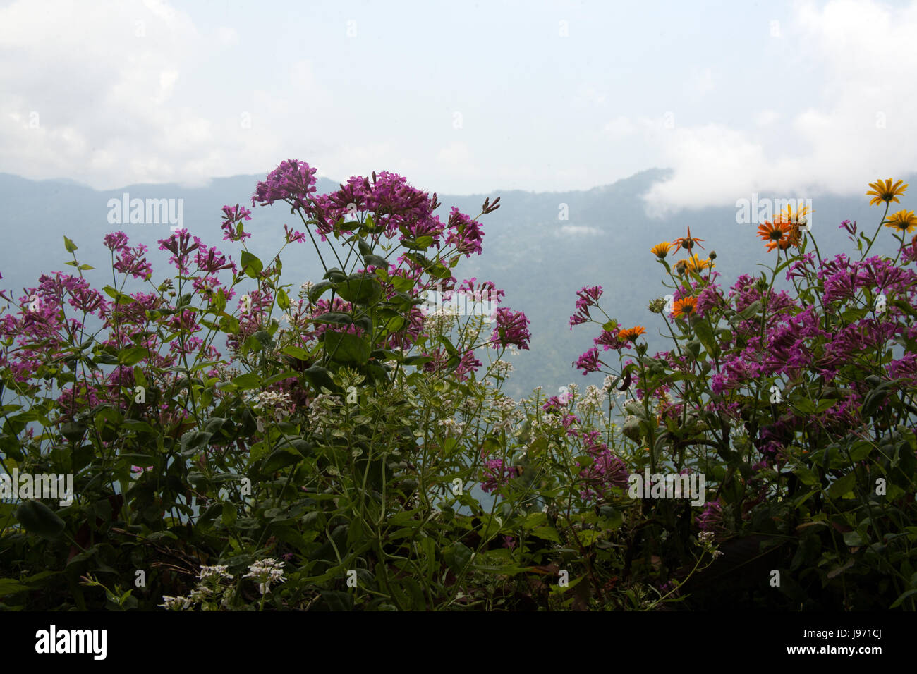 View of the Himalayas with wild flowers from Observatory Hill