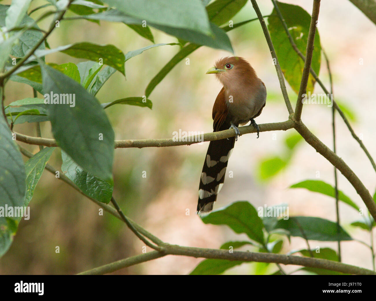 Squirrel Cuckoo perched on a branch Stock Photo