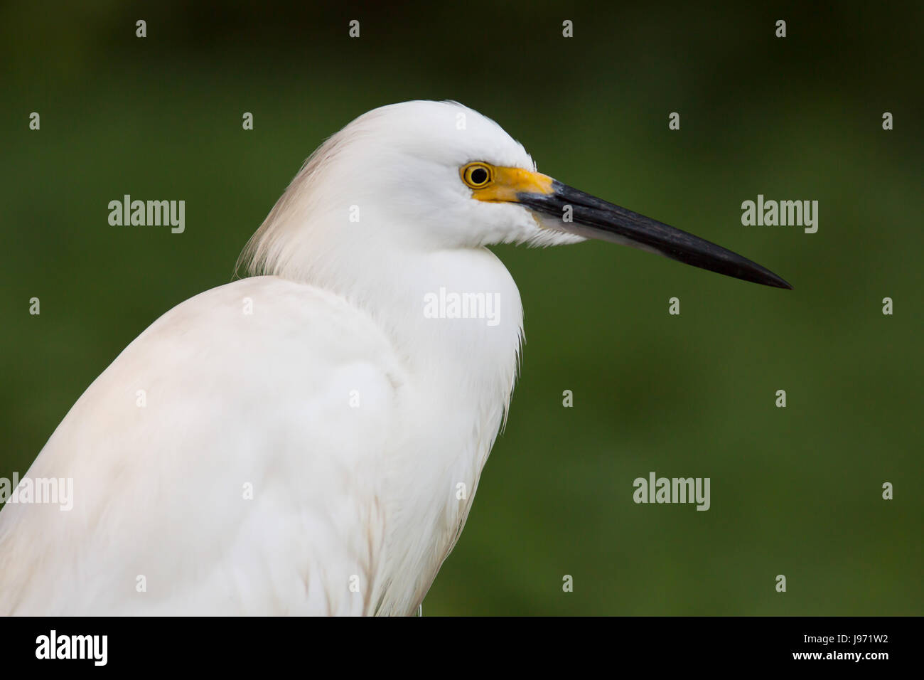 Head Shot of a Snowy Egret Stock Photo