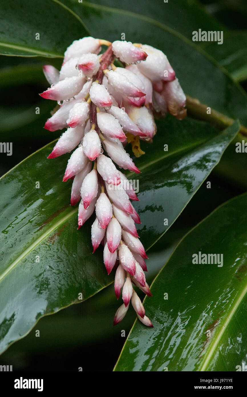 Shell Ginger, Alpinia zerumbet with water droplets Stock Photo