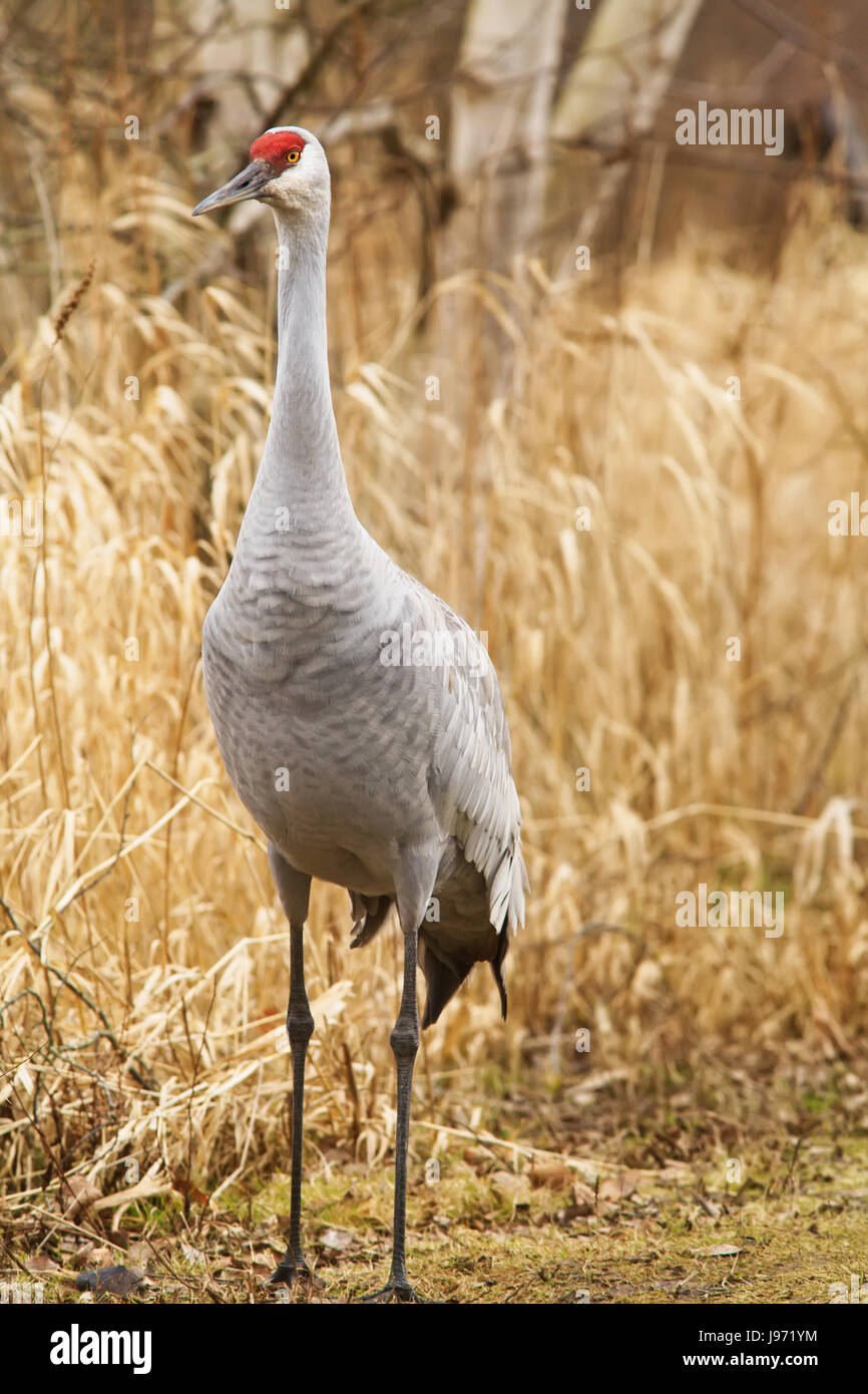 Sandhill Crane standing in a field Stock Photo - Alamy
