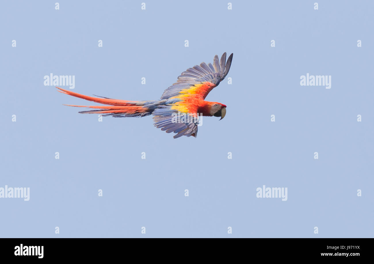 Scarlet Macaw in flight with blue sky background Stock Photo
