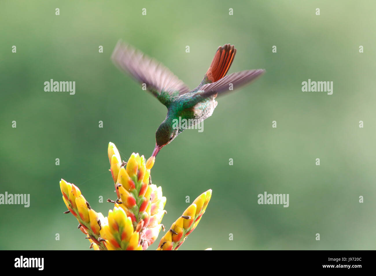 Rufous-tailed Hummingbird eating nectar from a bromeliad flower Stock Photo