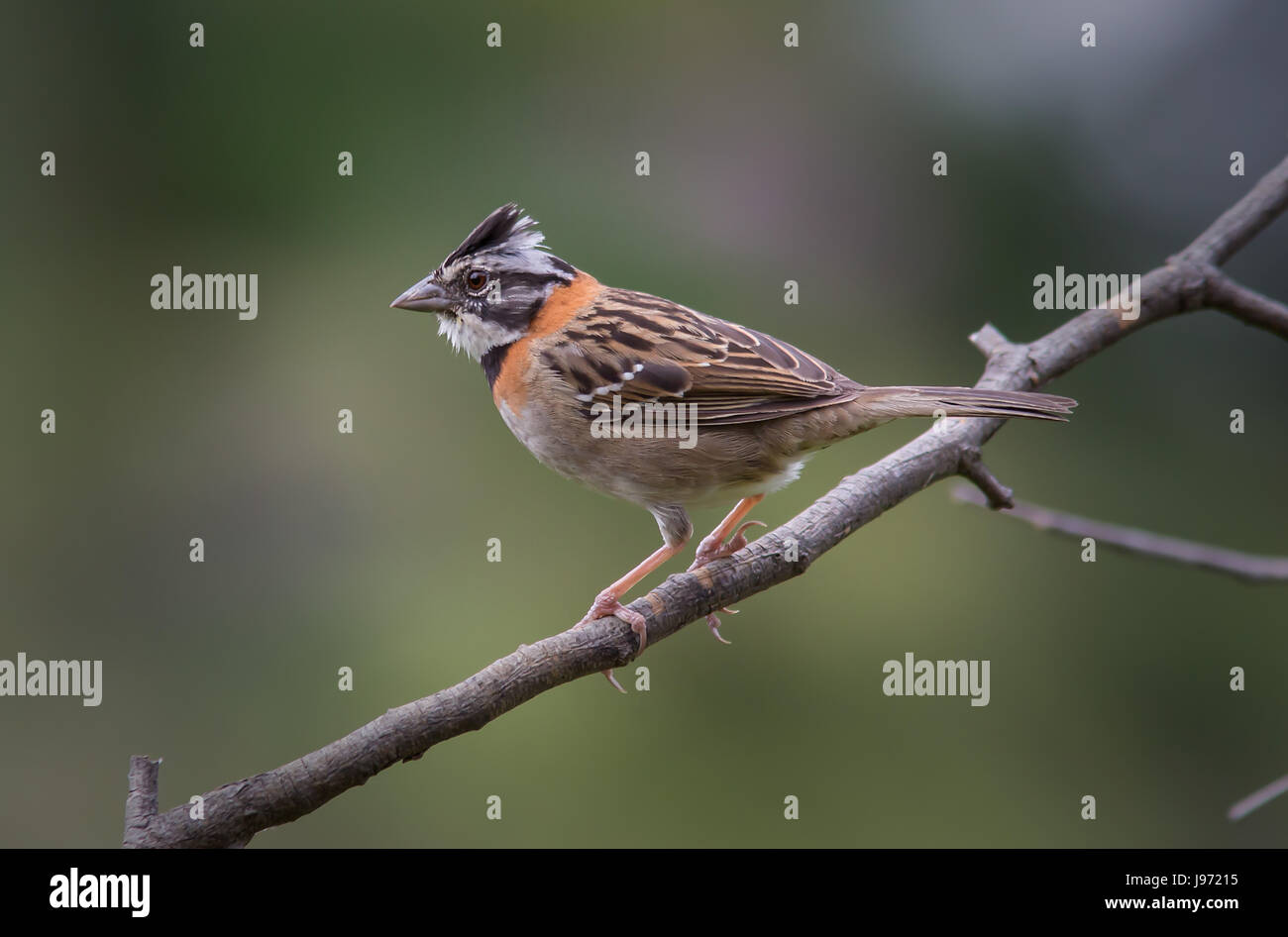 Rufous-collared Sparrow perched on a branch Stock Photo
