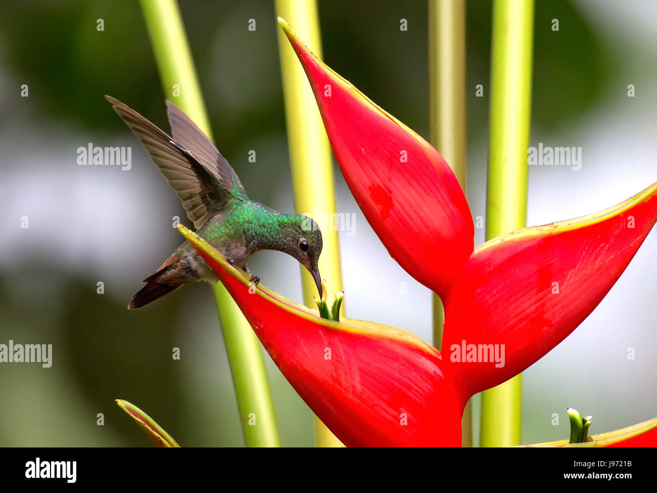 Rufoustailed Hummingbird eating nectar from a Heliconia flower Stock