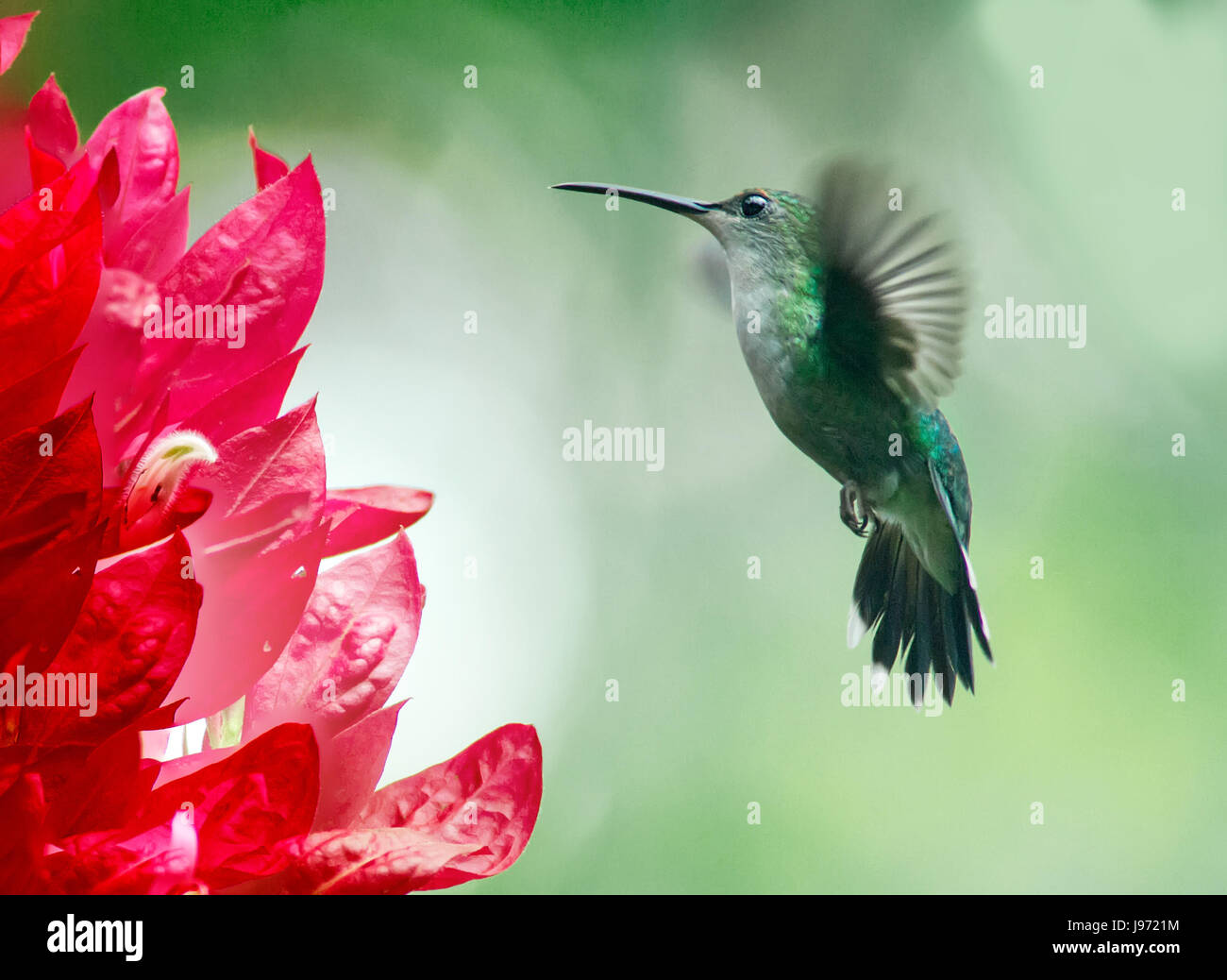 Ruby-throated Hummingbird, Female in flight eating nectar from a flower Stock Photo