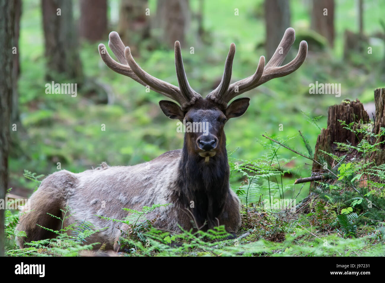 Roosevelt Elk Buck sitting on the forest floor Stock Photo