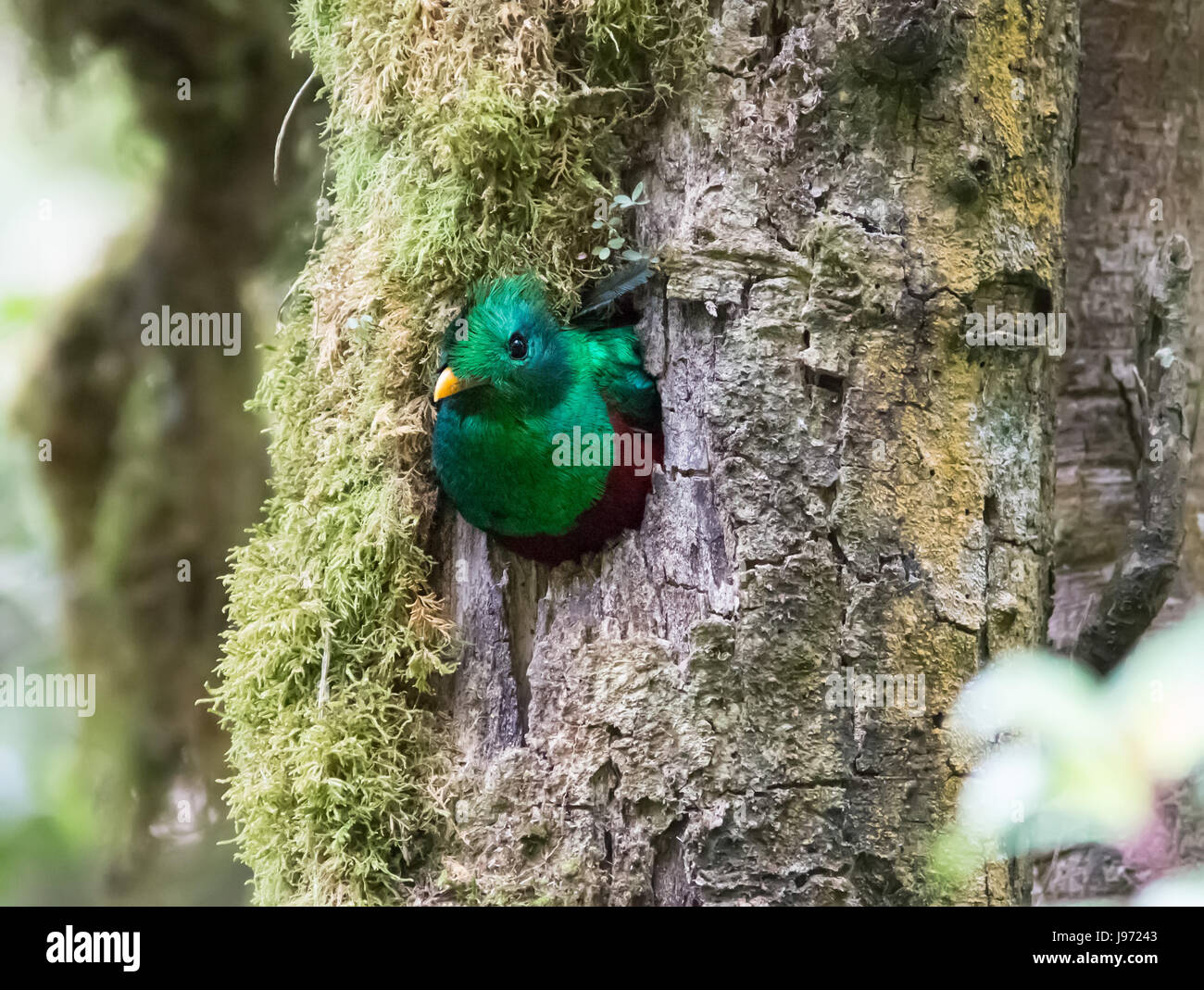 Male Resplendent Quetzal poking his head out of a nest Stock Photo