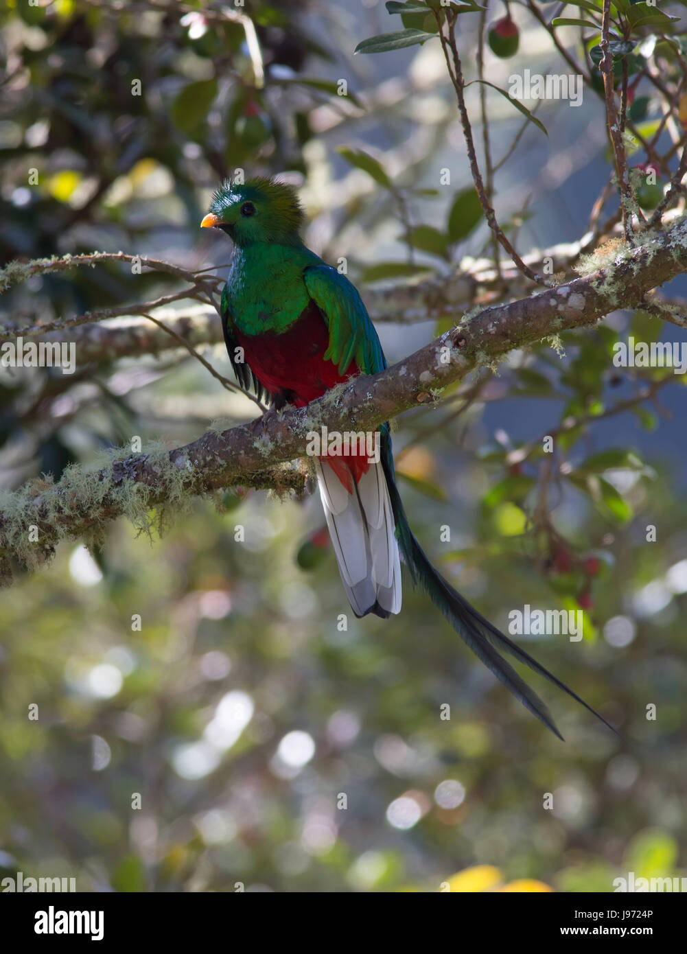 Resplendent Quetzal perched in a tree Stock Photo