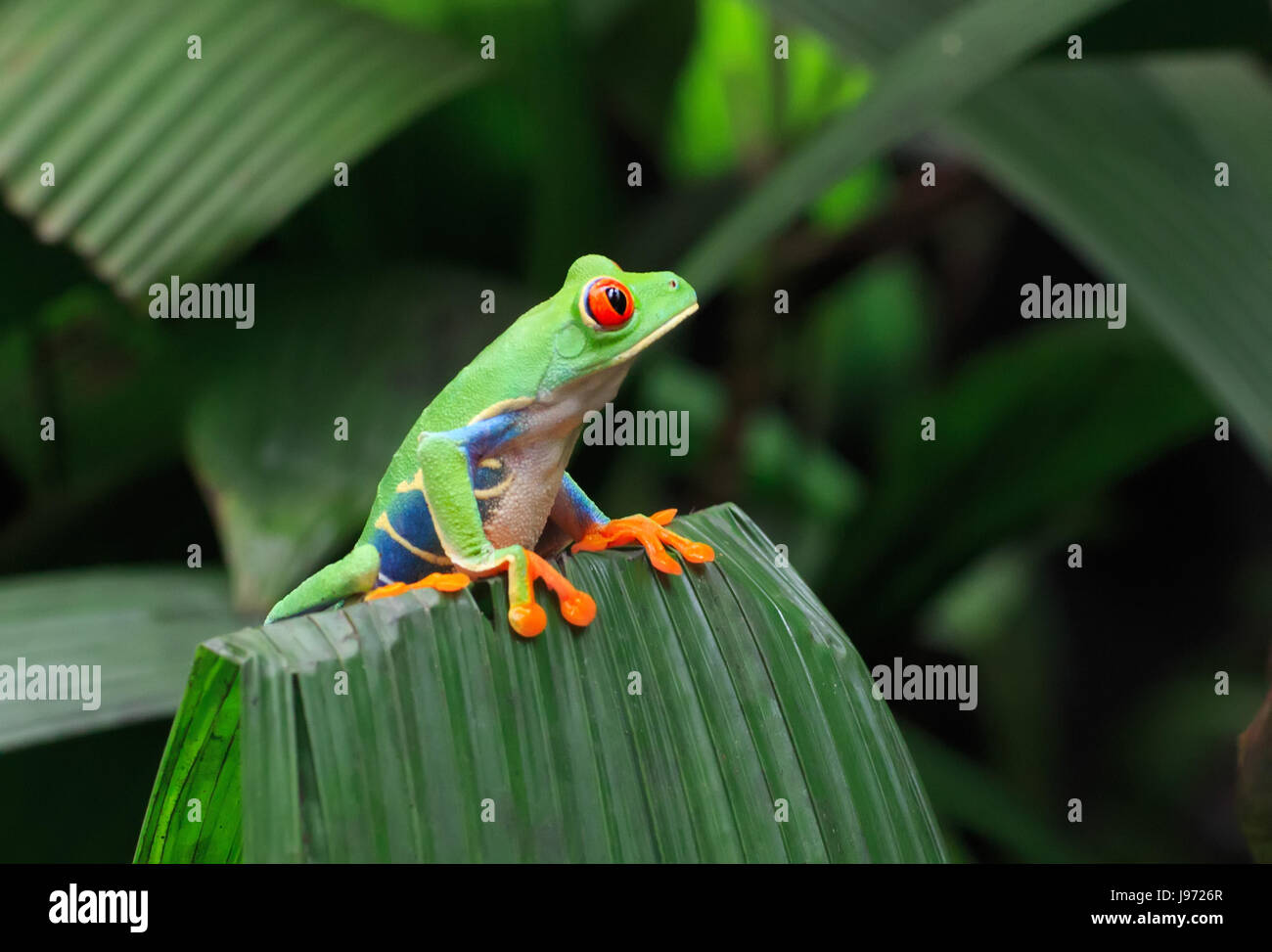 Red Eyed Tree Frog sitting on a leaf Stock Photo