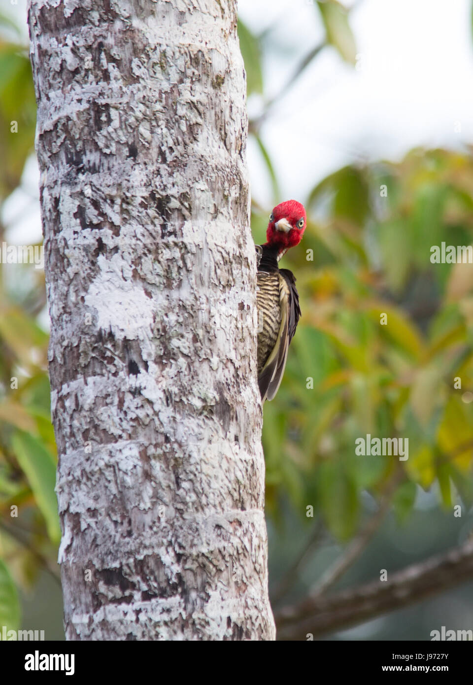 Pale-billed Woodpecker clinging to a tree Stock Photo