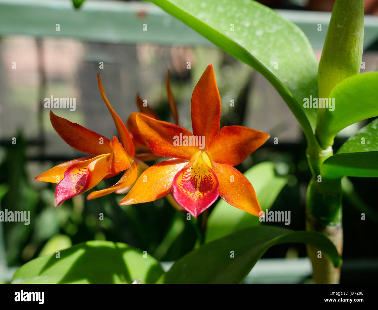 Closeup of Orange Orchid Stock Photo