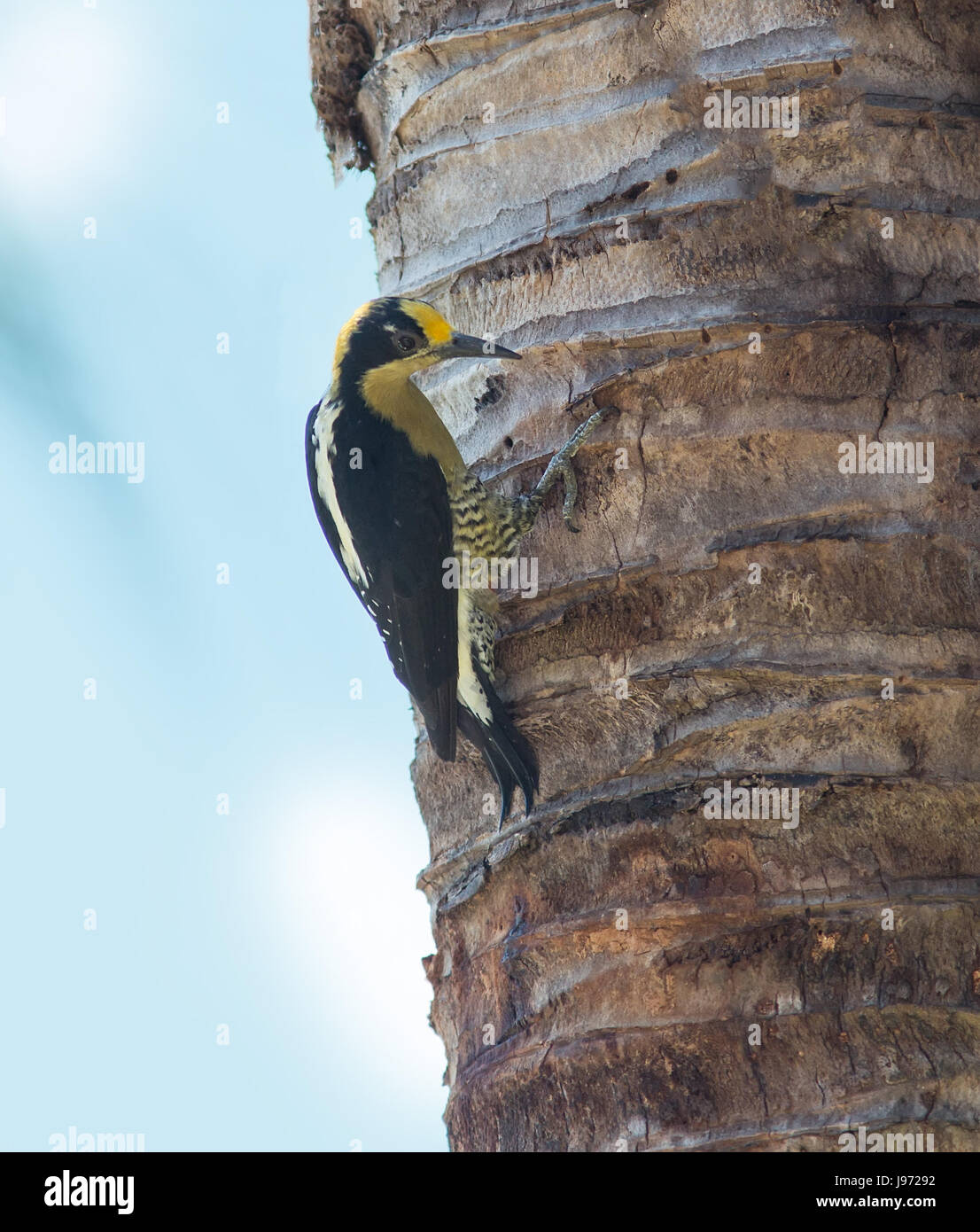 Golden-naped Woodpecker, Female clinging to a tree Stock Photo