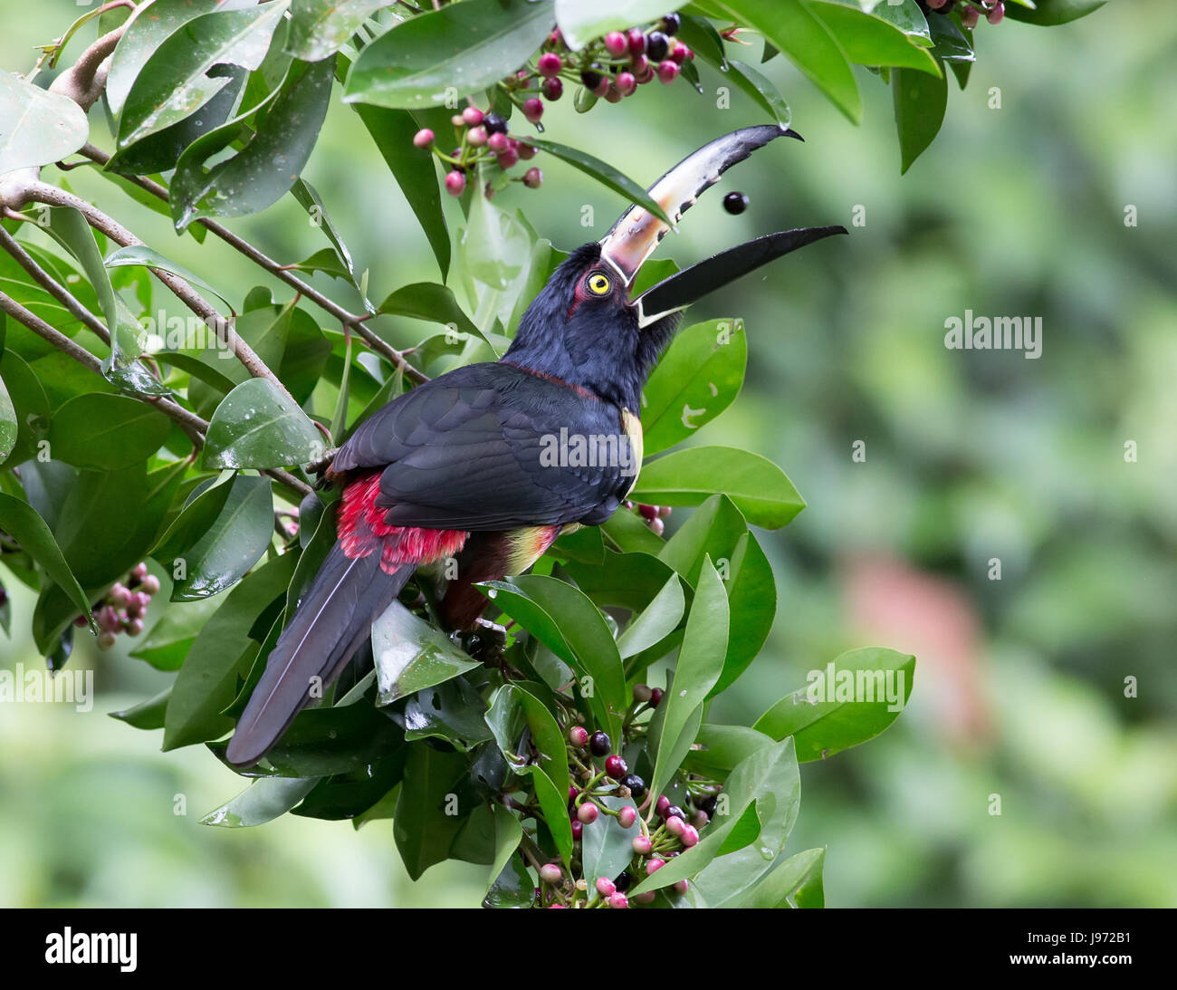 Collared Aracari catching a berry in his beak Stock Photo