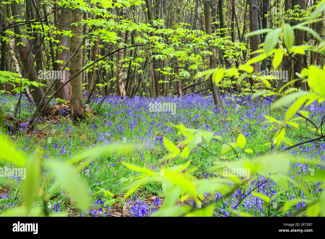 Bluebells, in Kings Woods, Challock, near Wye, in Kent, UK Stock Photo ...