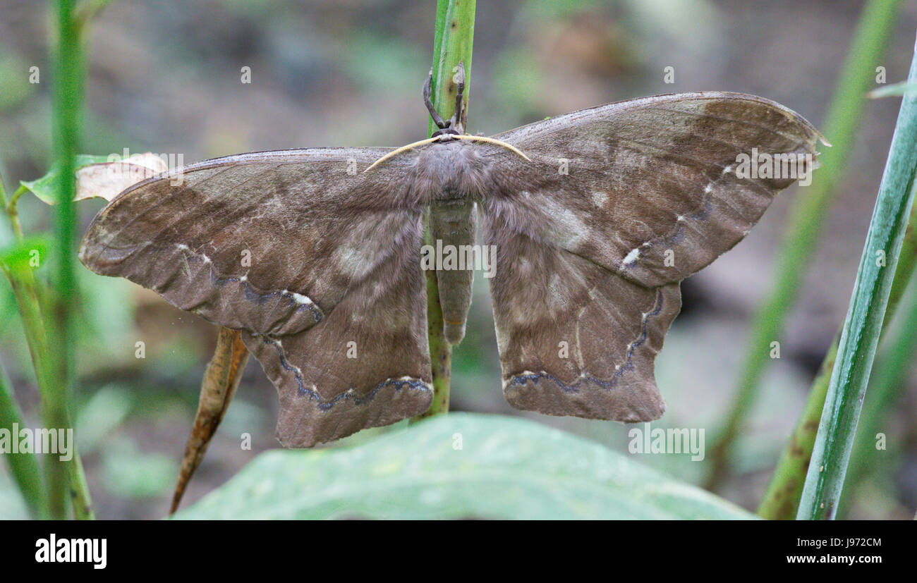 Very Large Brown and Blue Moth, Unknown Species Stock Photo