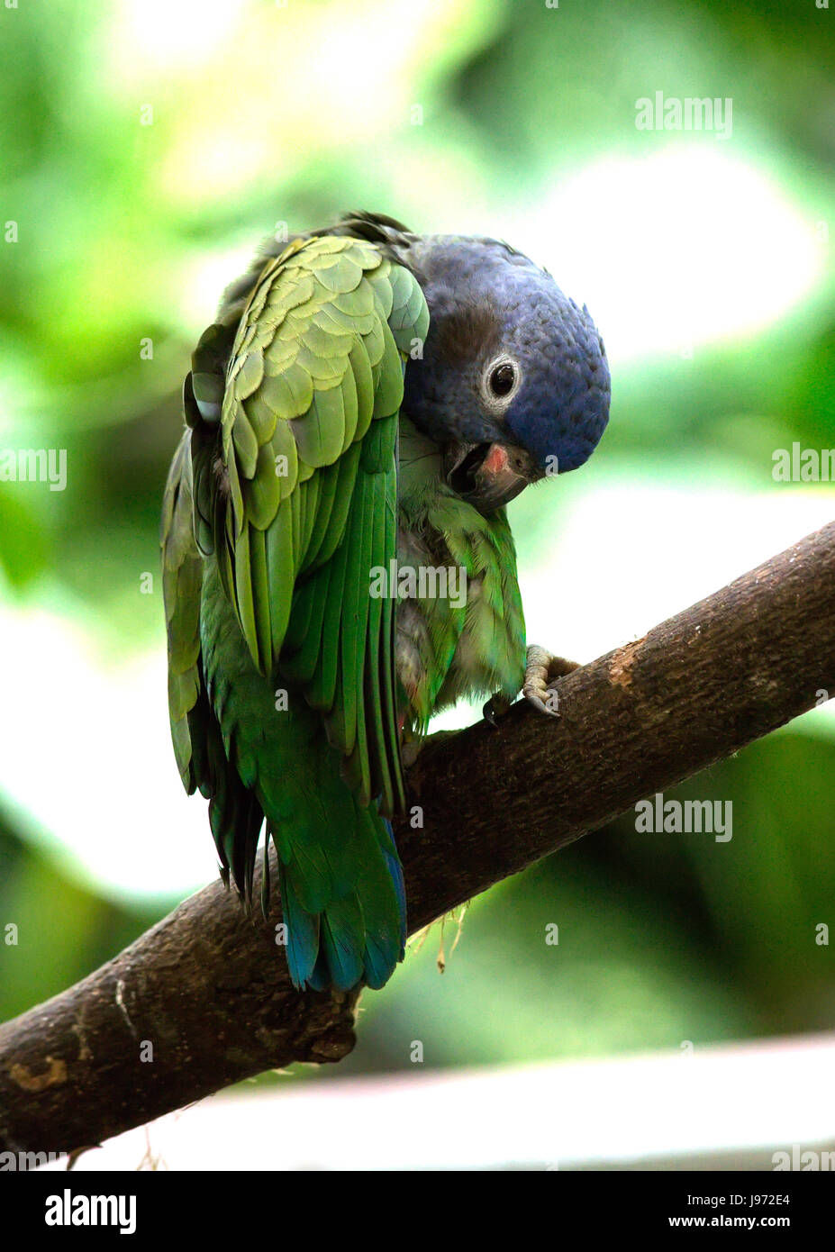 Blue-headed Parrol sitting on a branch preaning Stock Photo