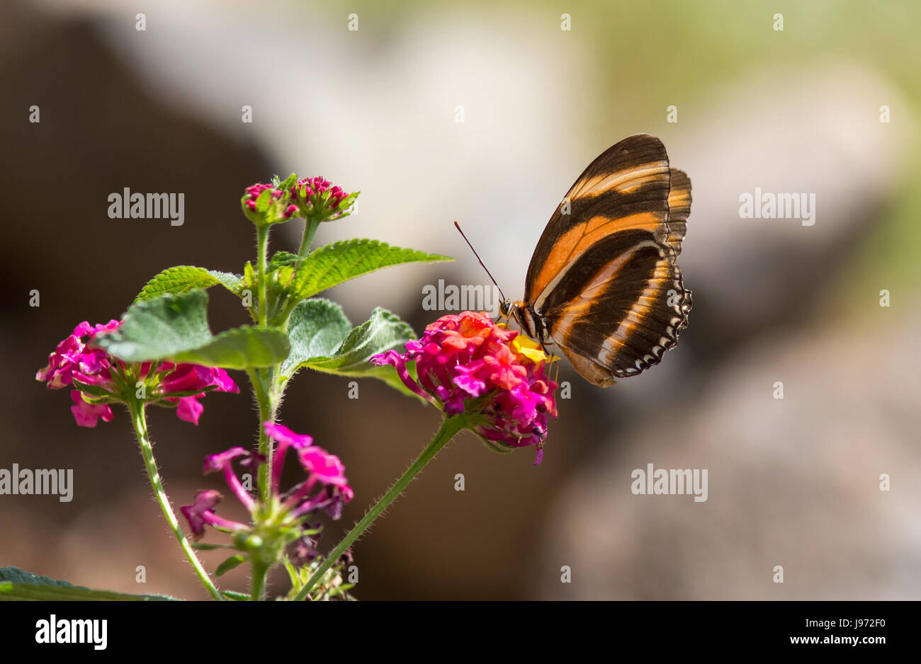 Butterfly eating nectar hires stock photography and images Alamy