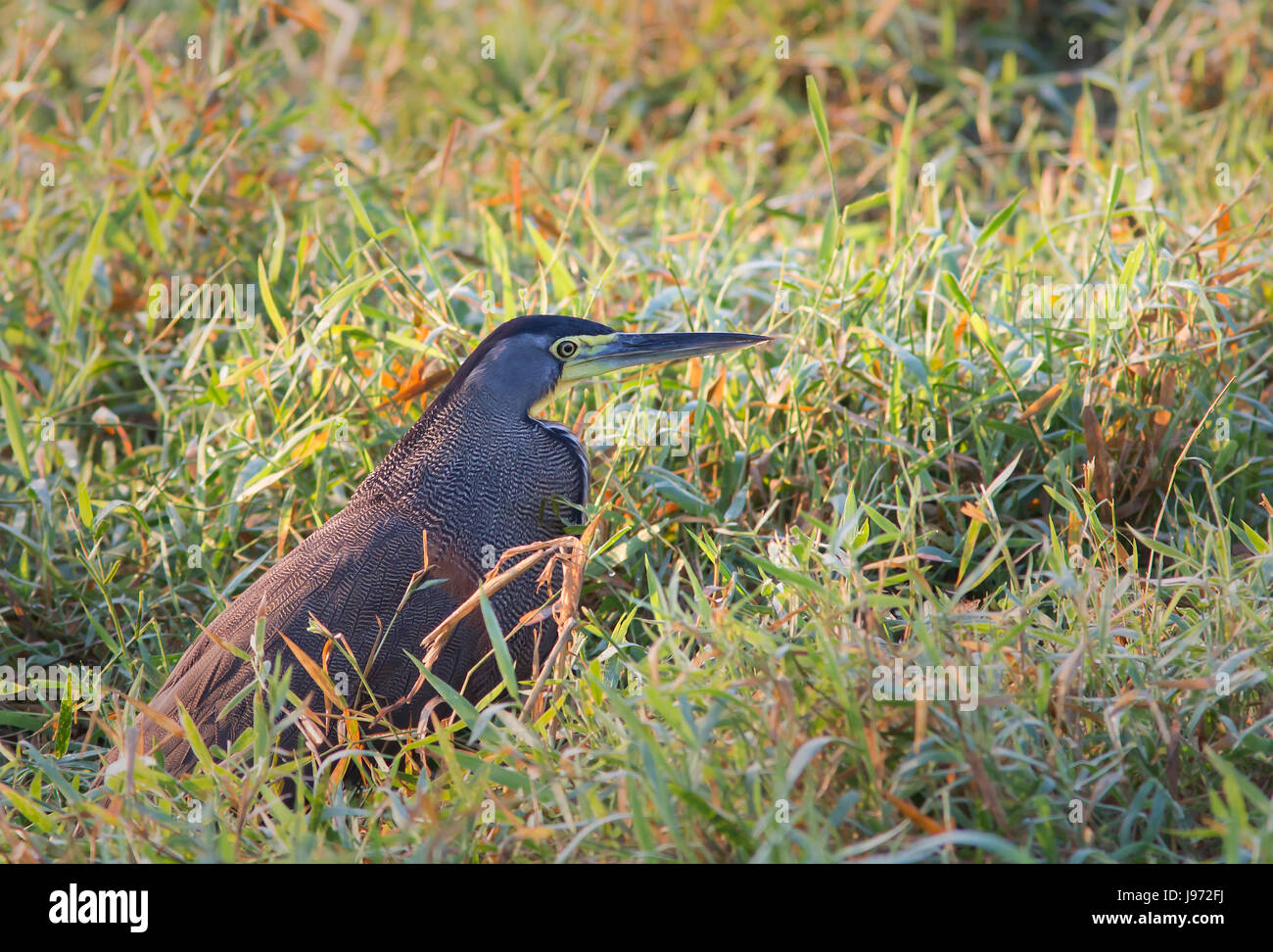Bare-throated Tiger-Heron skulking in the tall grass Stock Photo