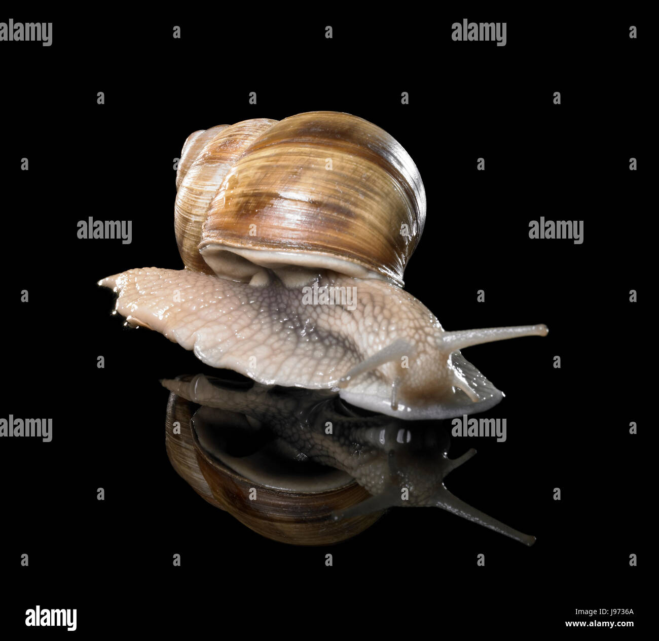 snail, edible snail, mirroring, gastropod, motion, postponement, moving, Stock Photo