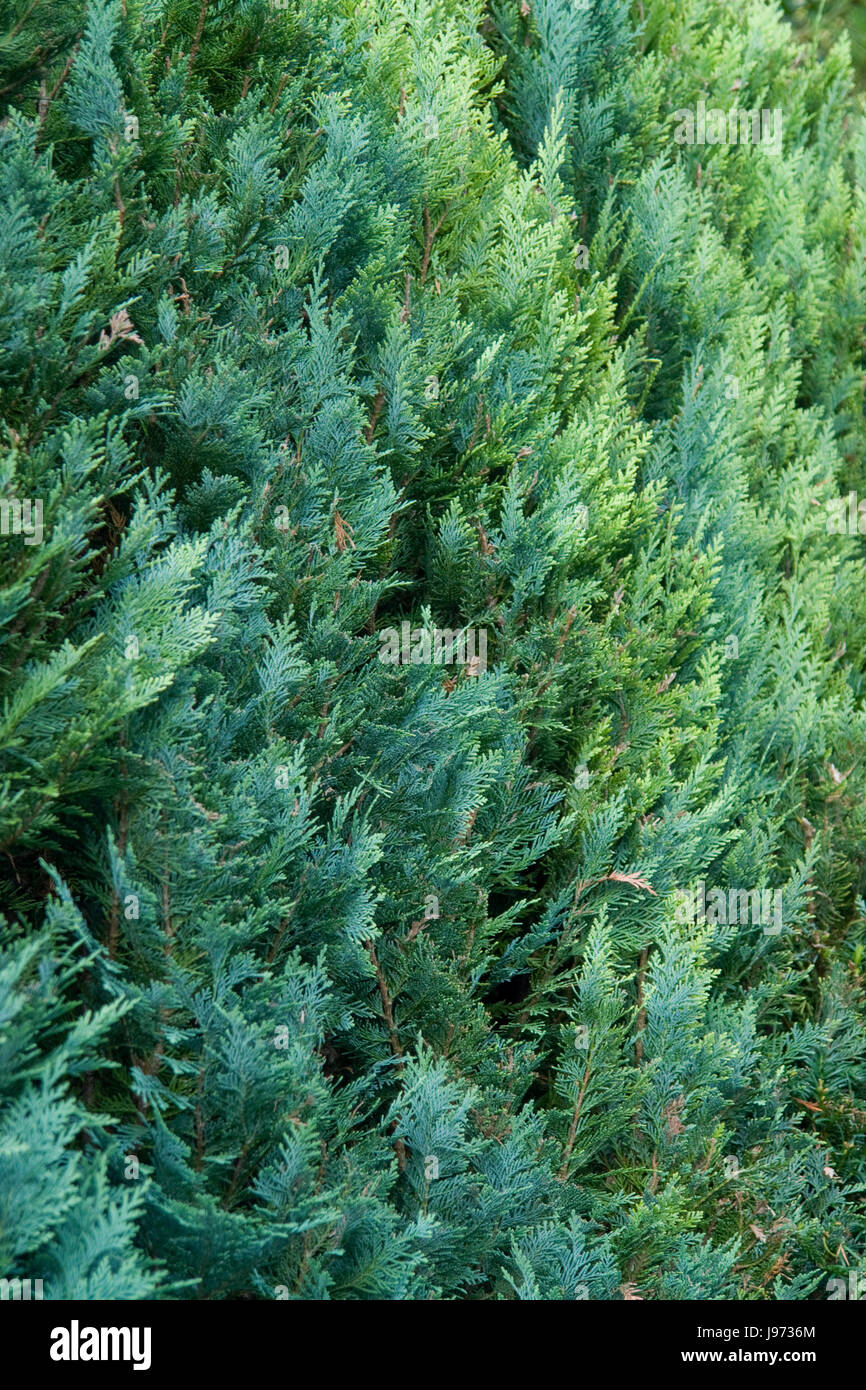 evergreen, hedge, arbor-vitae, macro, close-up, macro admission, close up view, Stock Photo
