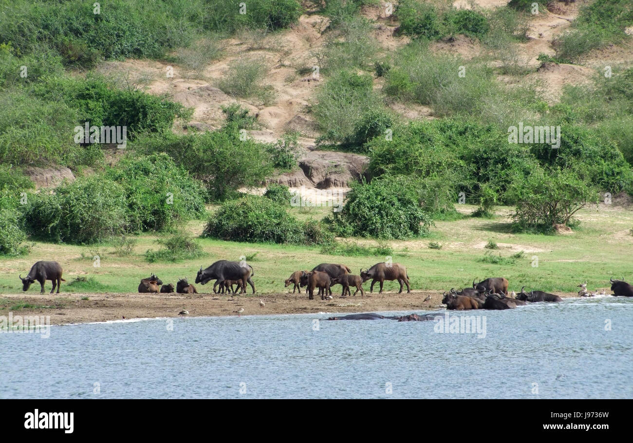 africa, environment, milieu, uganda, nature, animal, mammal, brown, brownish, Stock Photo