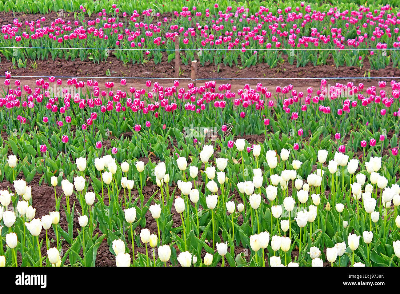 Beautiful tulips in the spring garden Stock Photo - Alamy