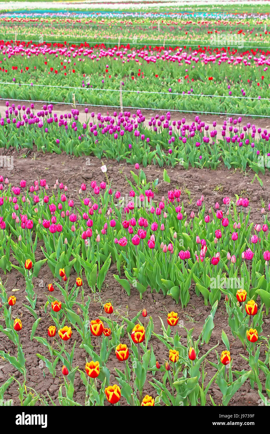 Beautiful tulips in the spring garden Stock Photo - Alamy