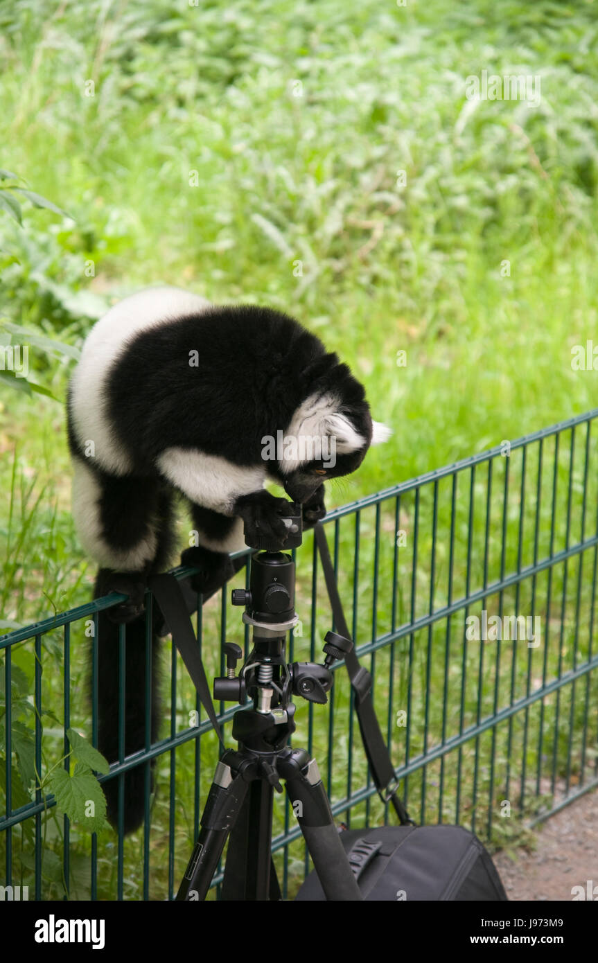 animal cameraman Stock Photo