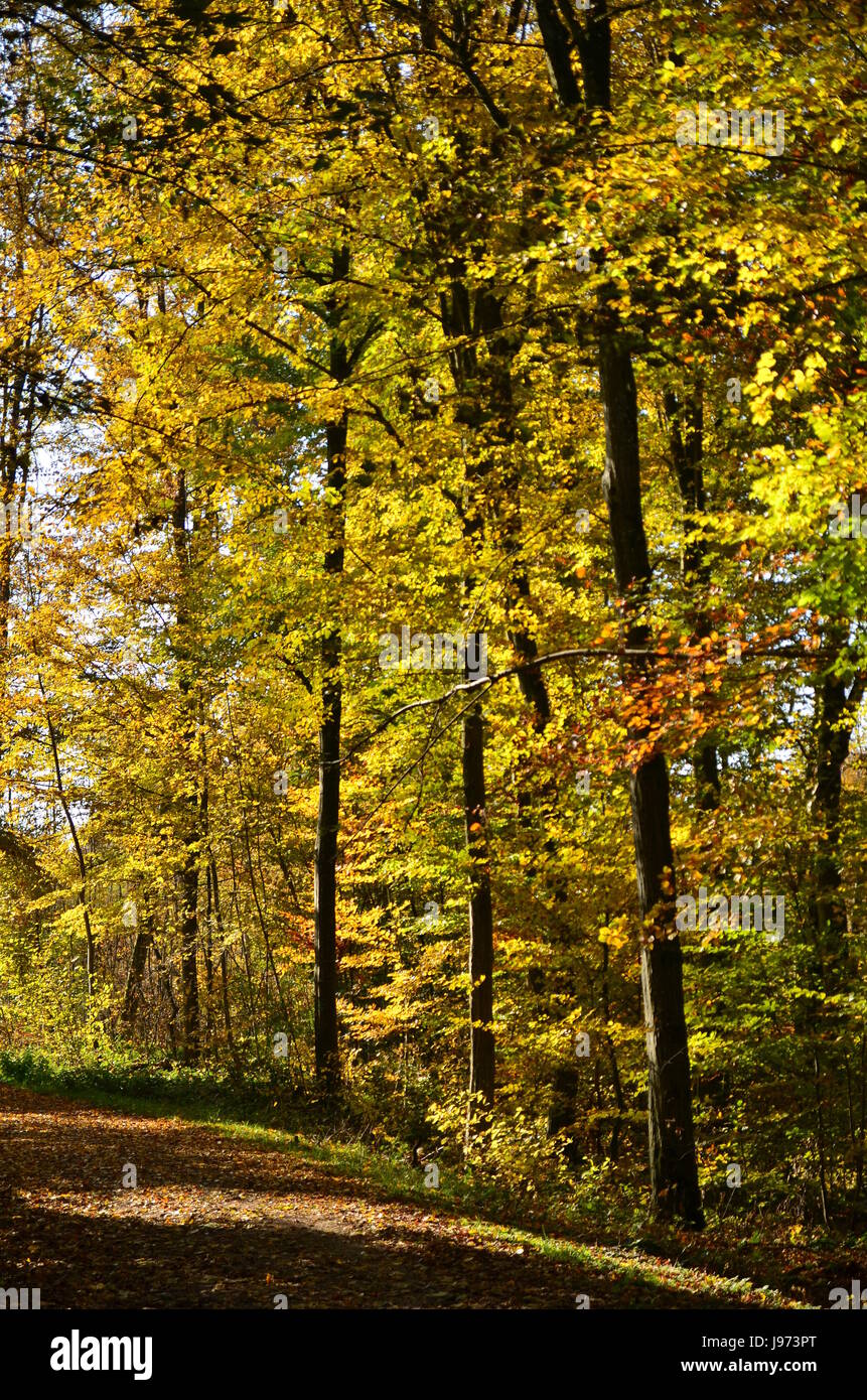 tree, leaves, discoloration, colour, colors, colours, forest, fall, autumn, Stock Photo
