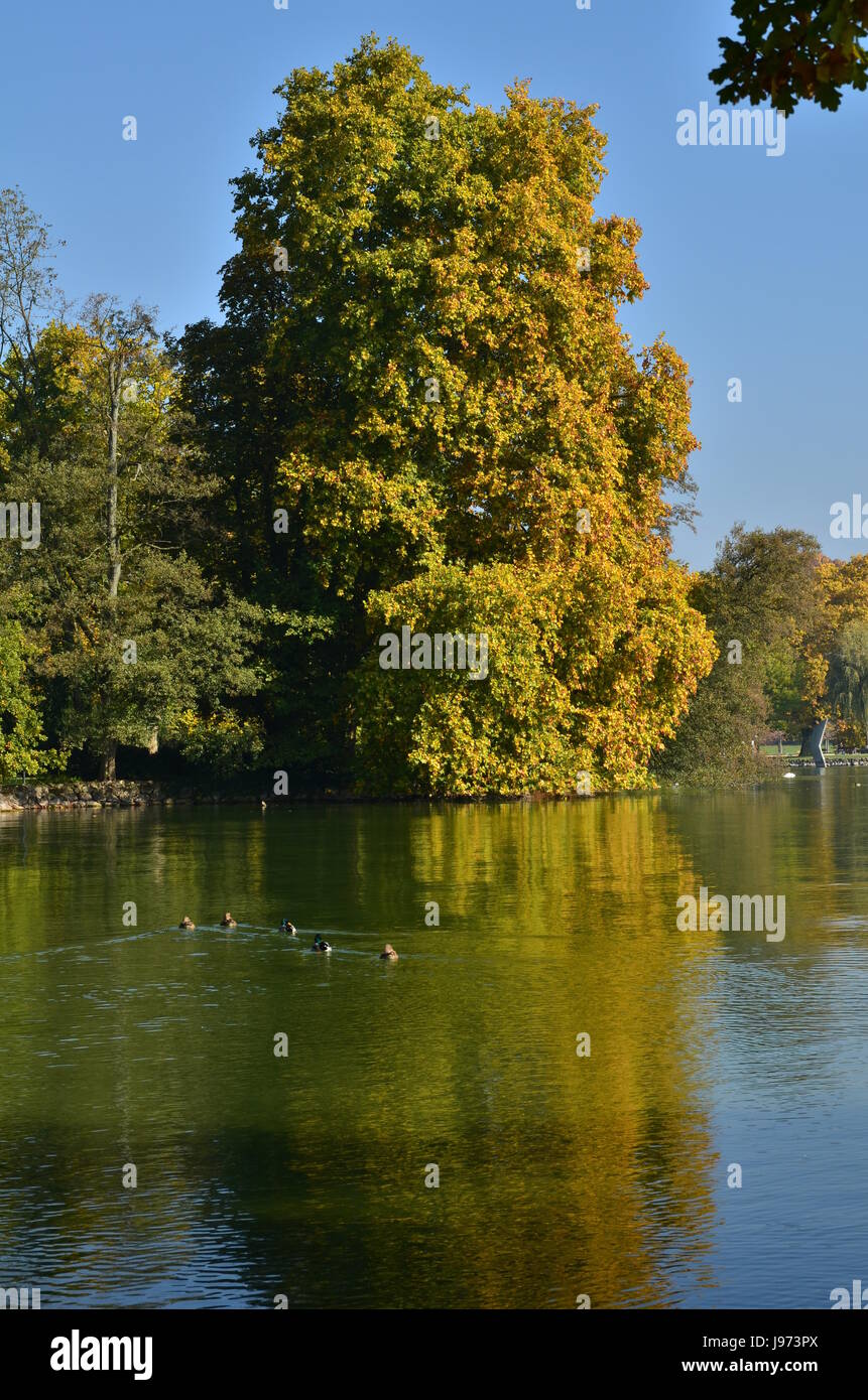 tourism, switzerland, scenery, countryside, nature, fall, autumn, tree, trees, Stock Photo