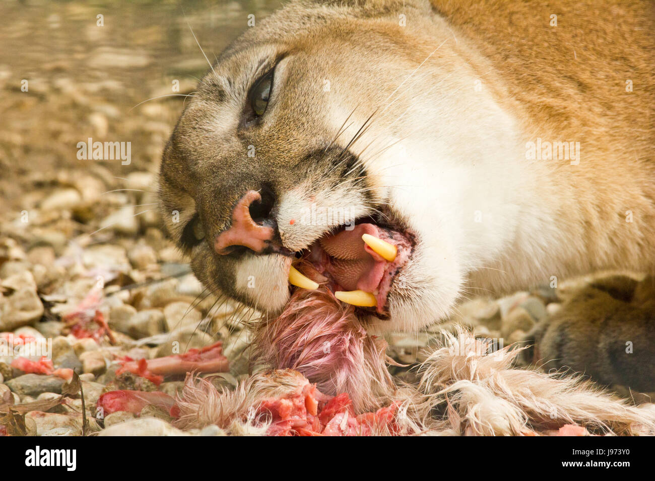 Wild puma feeding hi-res stock photography and images - Alamy