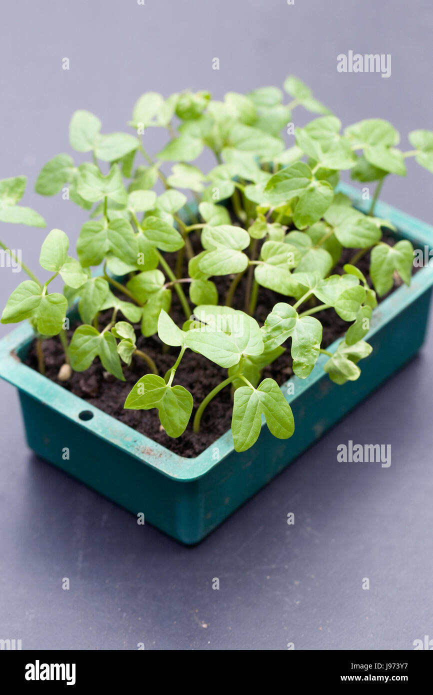 Ipomoea seedlings ready for pricking out. Stock Photo