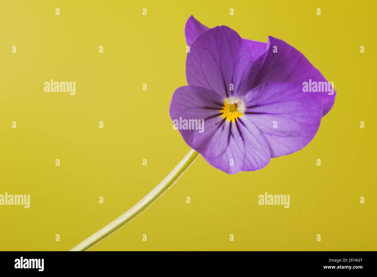 lilanes violets Stock Photo