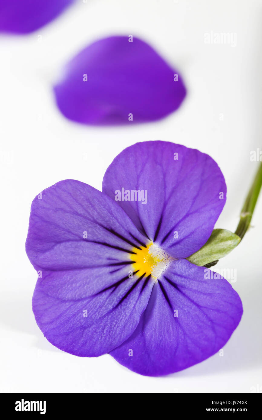 lilanes violets Stock Photo