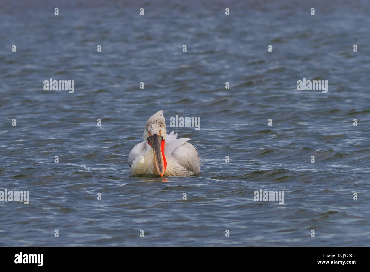 bird, danube, wildlife, pelican, dalmatian, water, single, animal, bird, wild, Stock Photo